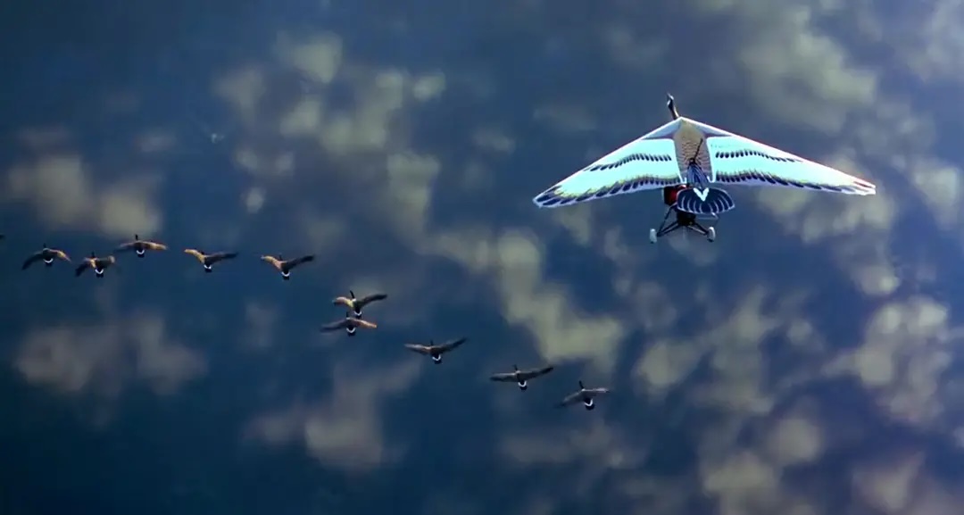 《伴你高飞》Fly Away Home