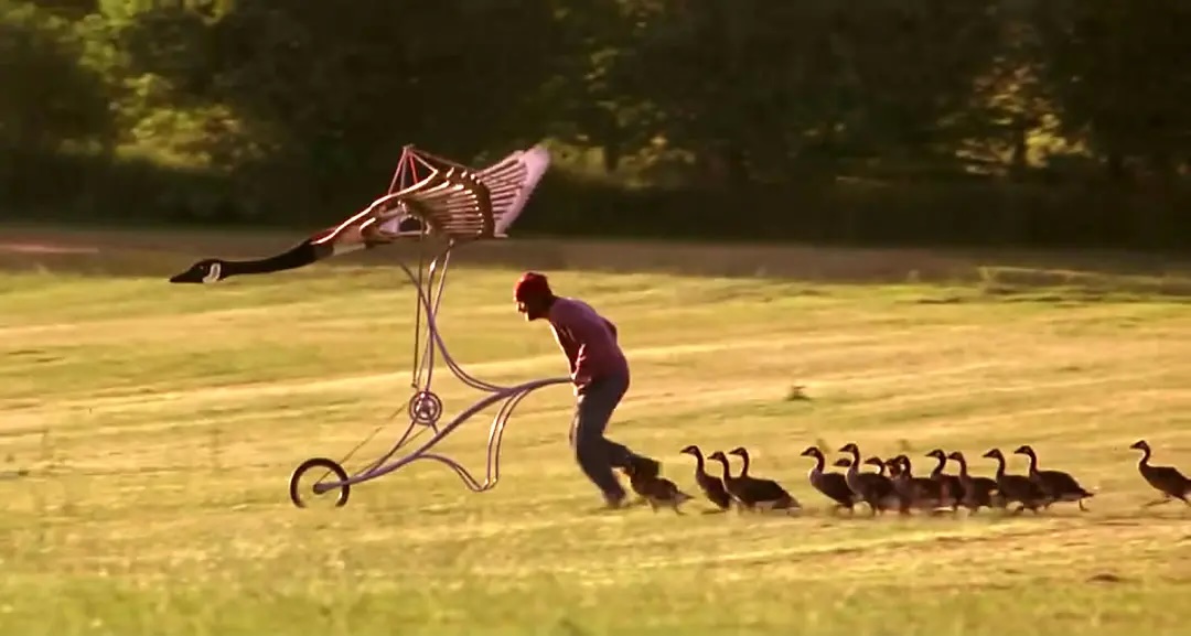 《伴你高飞》Fly Away Home