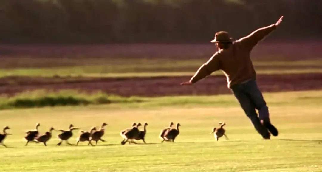 《伴你高飞》Fly Away Home